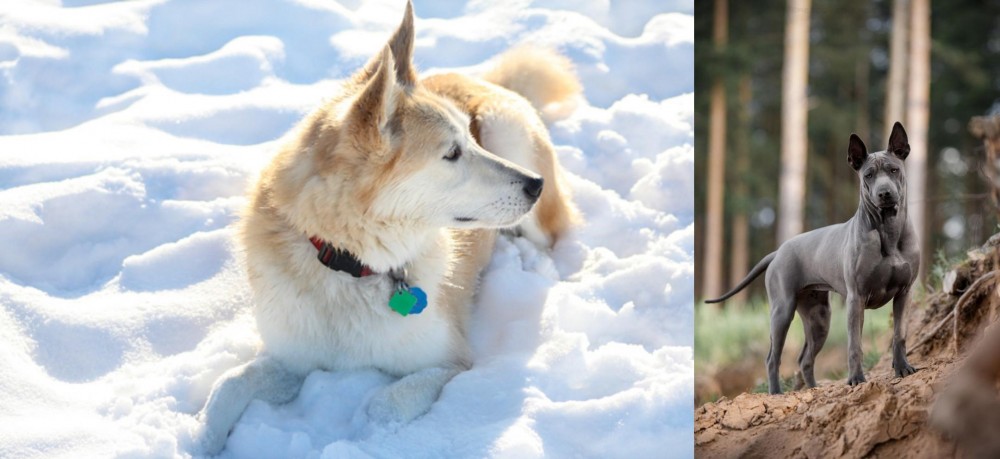 Thai Ridgeback vs Labrador Husky - Breed Comparison