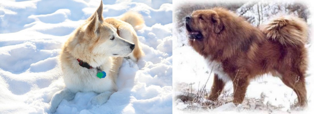 Tibetan Kyi Apso vs Labrador Husky - Breed Comparison