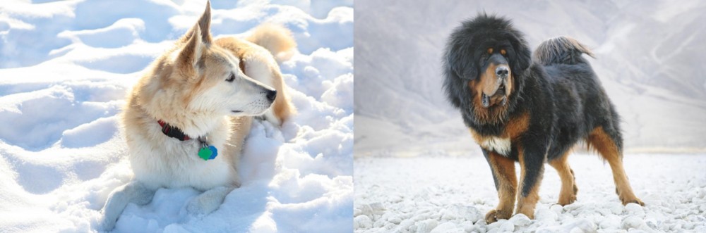 Tibetan Mastiff vs Labrador Husky - Breed Comparison