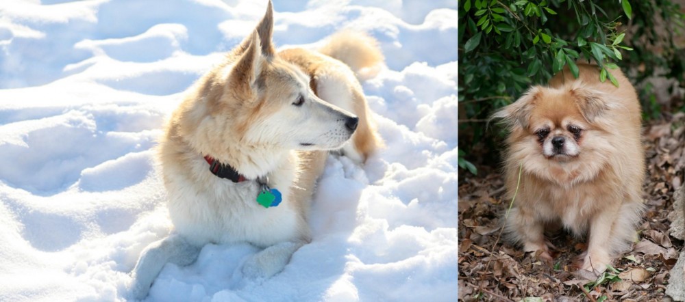 Tibetan Spaniel vs Labrador Husky - Breed Comparison