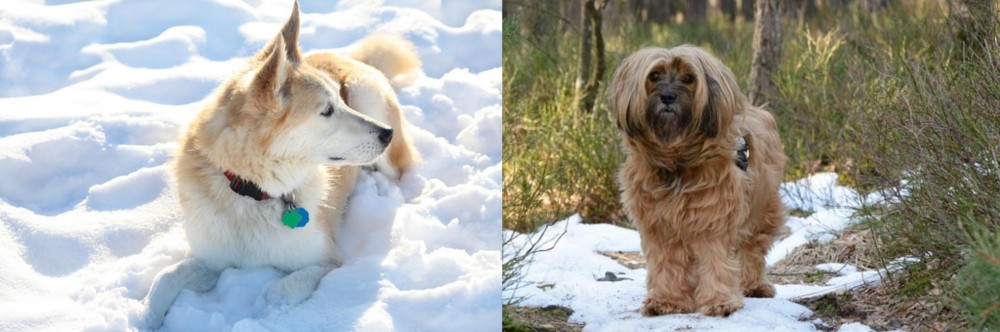 Tibetan Terrier vs Labrador Husky - Breed Comparison