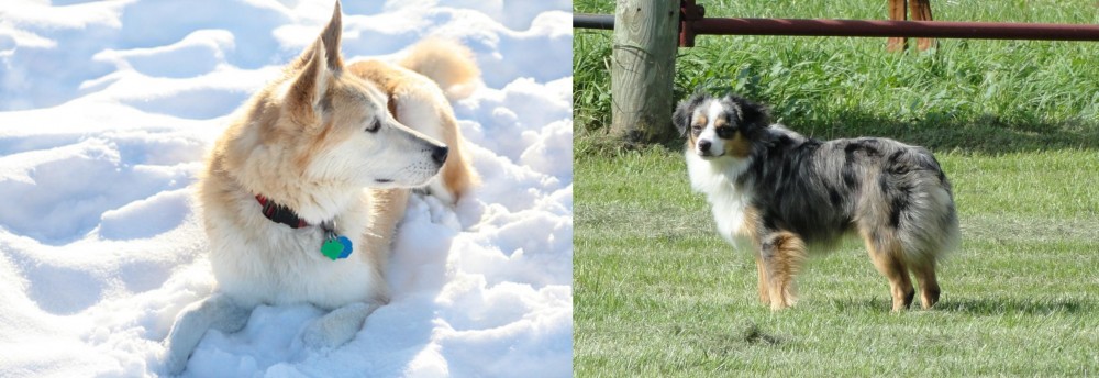 Toy Australian Shepherd vs Labrador Husky - Breed Comparison