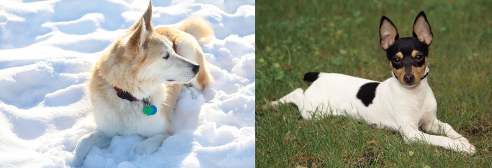Toy Fox Terrier vs Labrador Husky - Breed Comparison