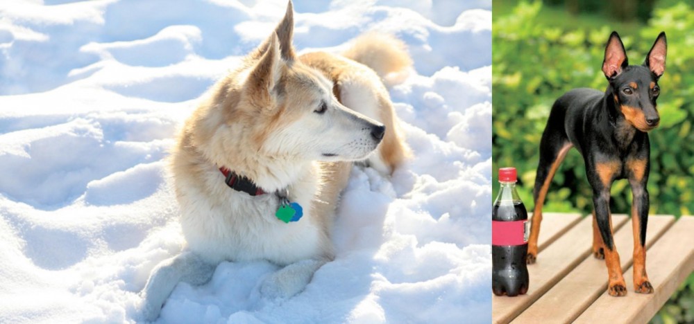 Toy Manchester Terrier vs Labrador Husky - Breed Comparison