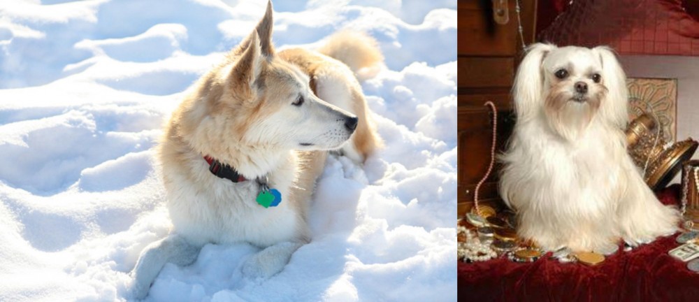 Toy Mi-Ki vs Labrador Husky - Breed Comparison