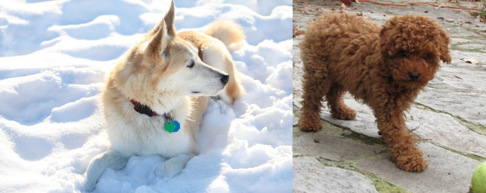 Toy Poodle vs Labrador Husky - Breed Comparison