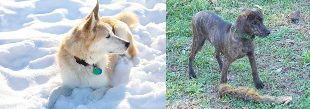 Treeing Cur vs Labrador Husky - Breed Comparison