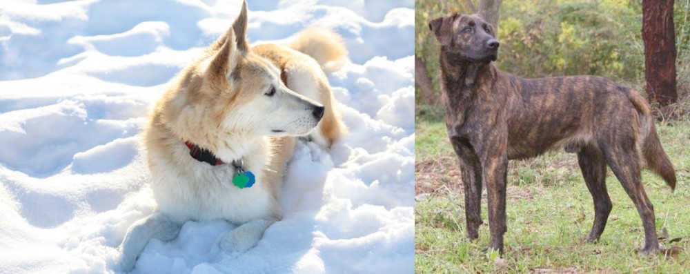 Treeing Tennessee Brindle vs Labrador Husky - Breed Comparison