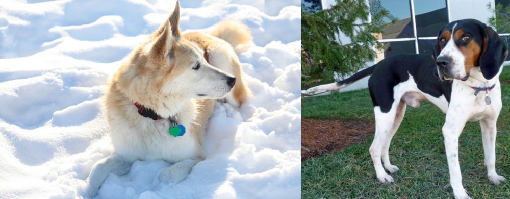 Treeing Walker Coonhound vs Labrador Husky - Breed Comparison