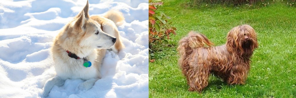 Tsvetnaya Bolonka vs Labrador Husky - Breed Comparison