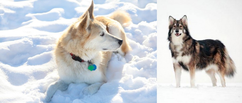 Utonagan vs Labrador Husky - Breed Comparison