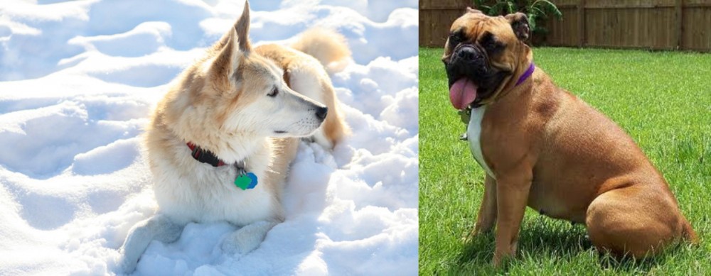 Valley Bulldog vs Labrador Husky - Breed Comparison