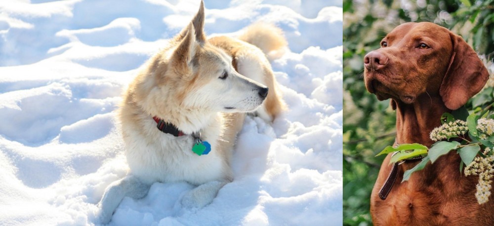 Vizsla vs Labrador Husky - Breed Comparison