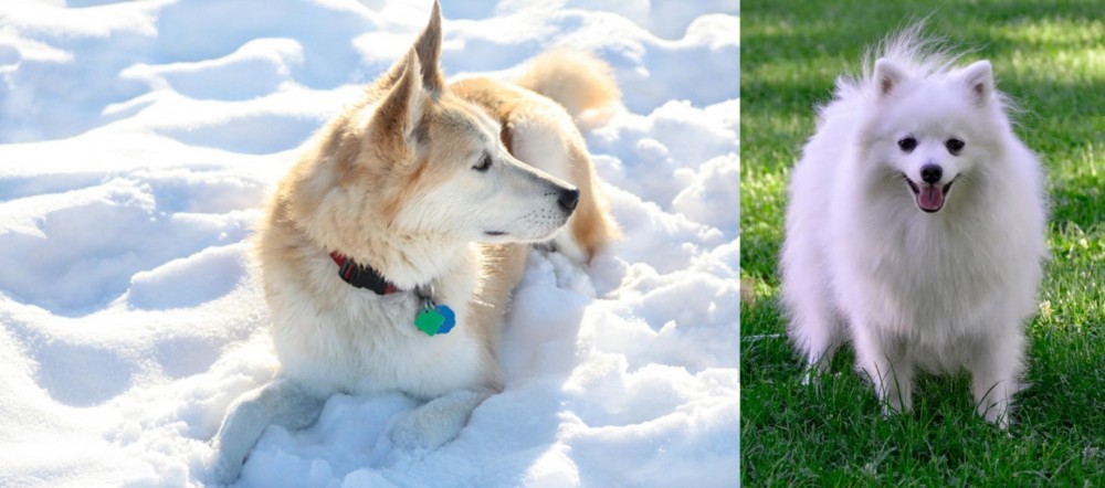 Volpino Italiano vs Labrador Husky - Breed Comparison