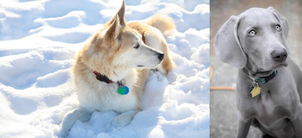 Weimaraner vs Labrador Husky - Breed Comparison