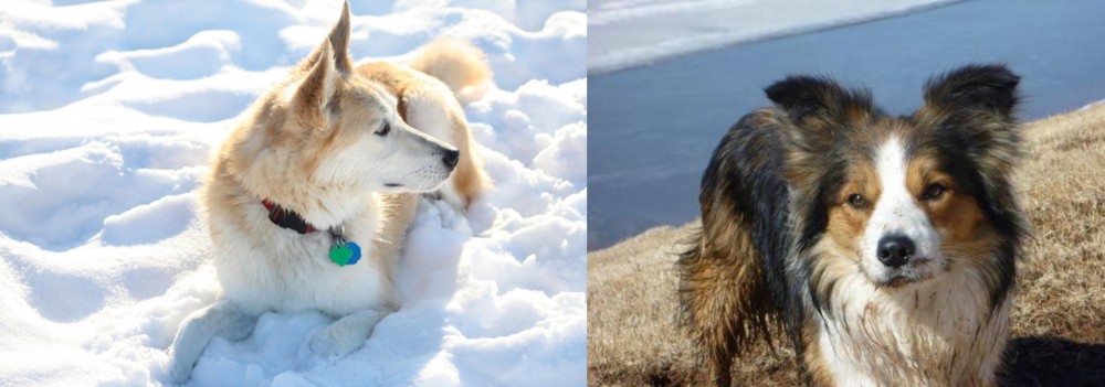 Welsh Sheepdog vs Labrador Husky - Breed Comparison