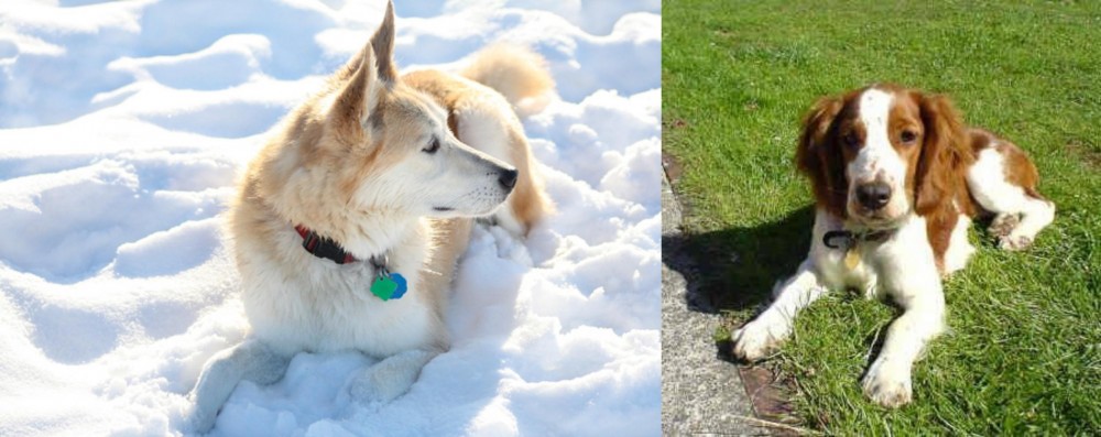 Welsh Springer Spaniel vs Labrador Husky - Breed Comparison