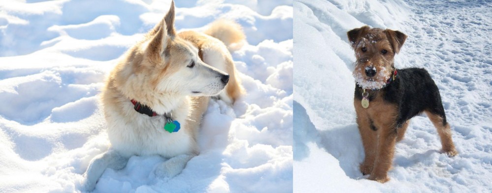 Welsh Terrier vs Labrador Husky - Breed Comparison