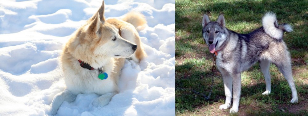 West Siberian Laika vs Labrador Husky - Breed Comparison
