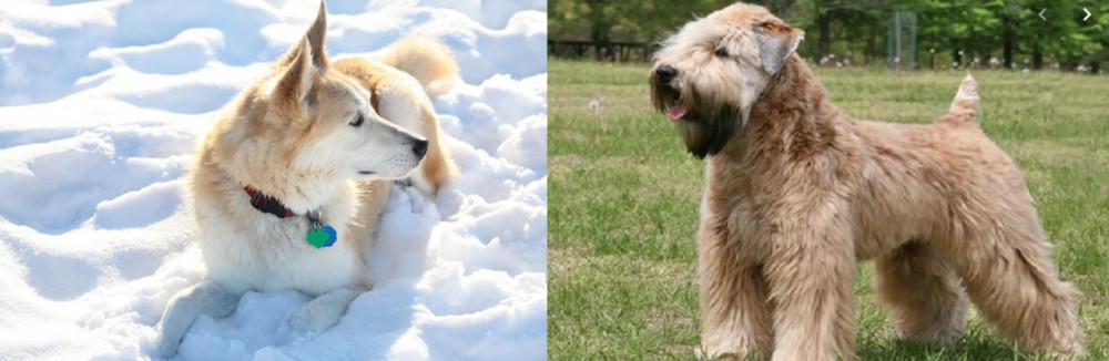 Wheaten Terrier vs Labrador Husky - Breed Comparison