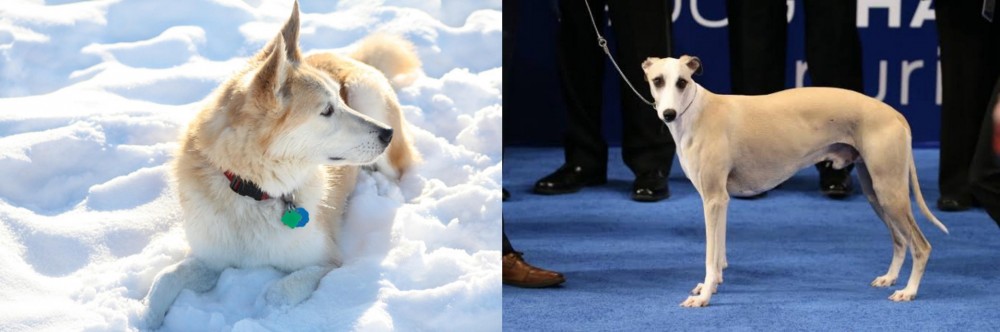 Whippet vs Labrador Husky - Breed Comparison