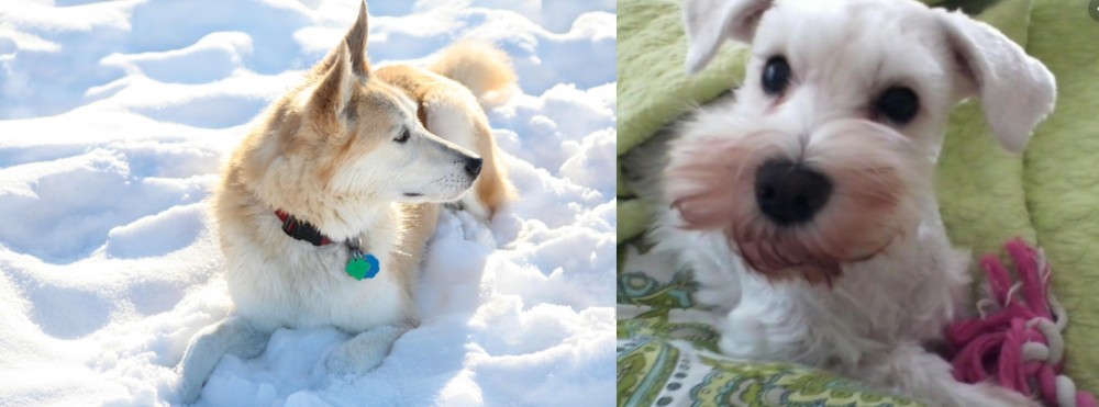 White Schnauzer vs Labrador Husky - Breed Comparison