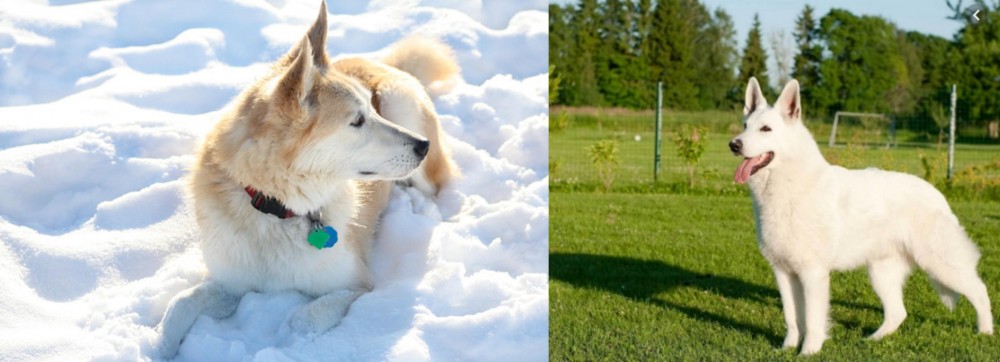 White Shepherd vs Labrador Husky - Breed Comparison