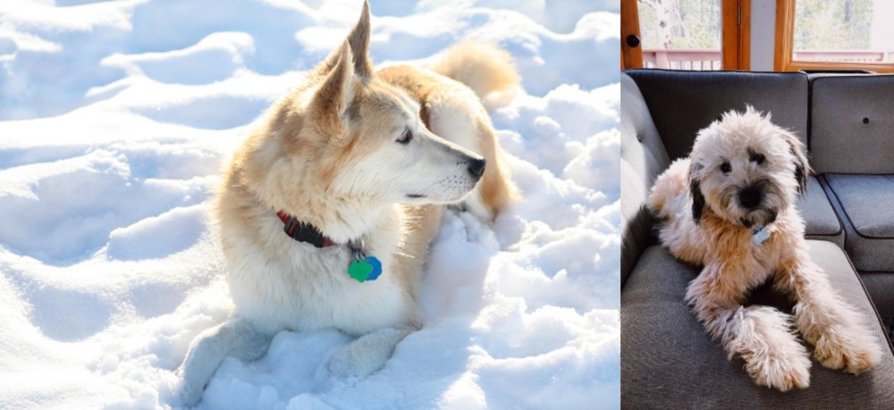 Whoodles vs Labrador Husky - Breed Comparison
