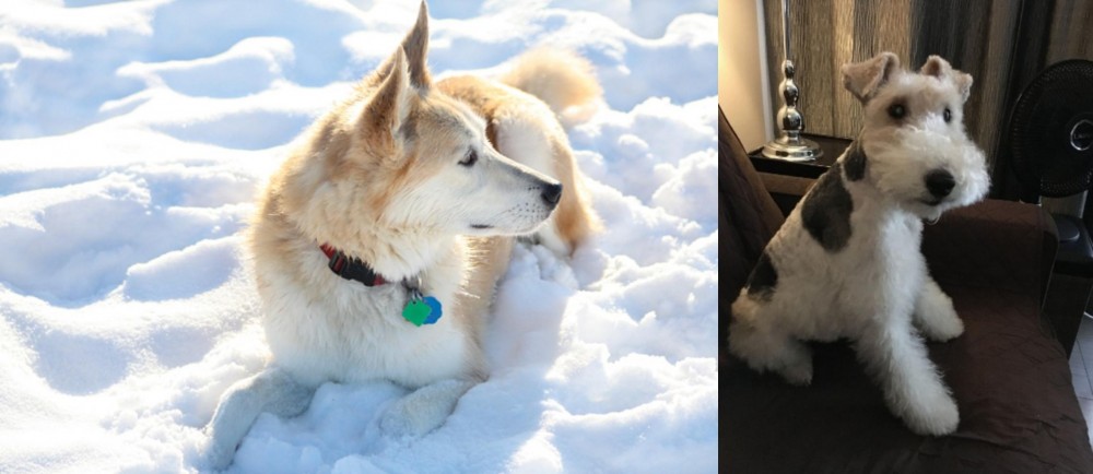 Wire Haired Fox Terrier vs Labrador Husky - Breed Comparison
