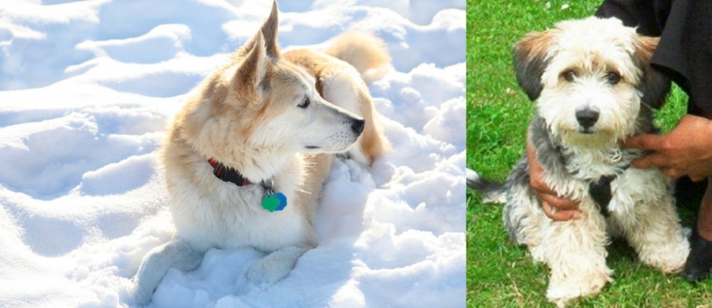 Yo-Chon vs Labrador Husky - Breed Comparison