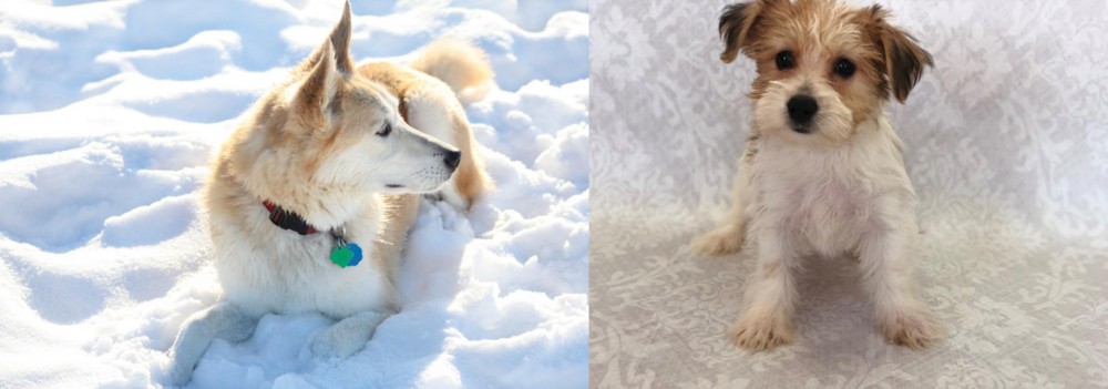 Yochon vs Labrador Husky - Breed Comparison