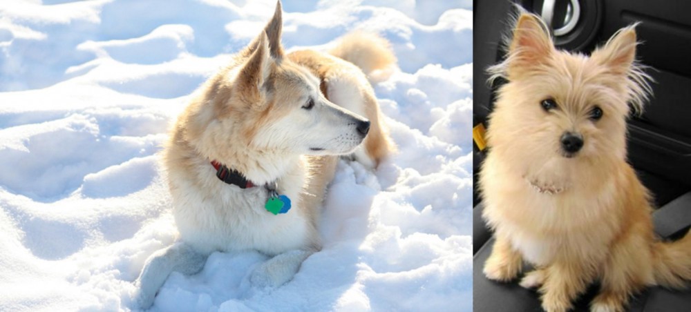 Yoranian vs Labrador Husky - Breed Comparison