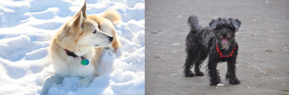 YorkiePoo vs Labrador Husky - Breed Comparison