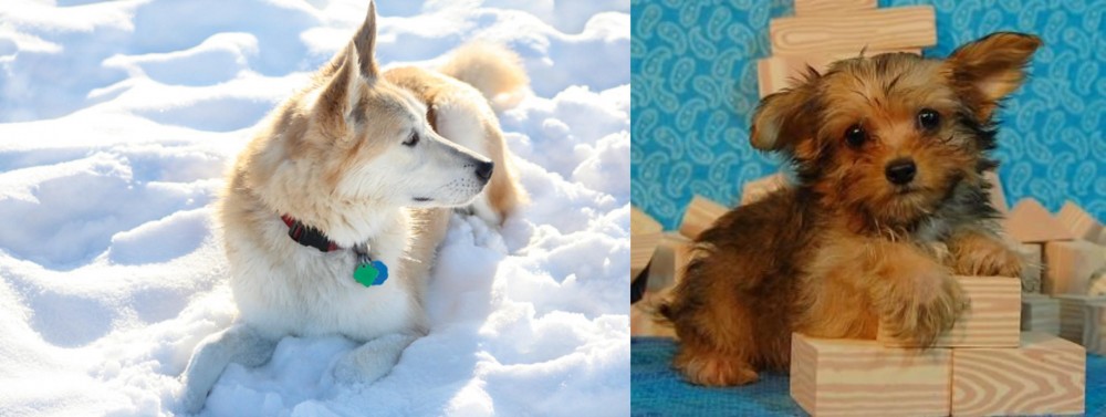 Yorkillon vs Labrador Husky - Breed Comparison