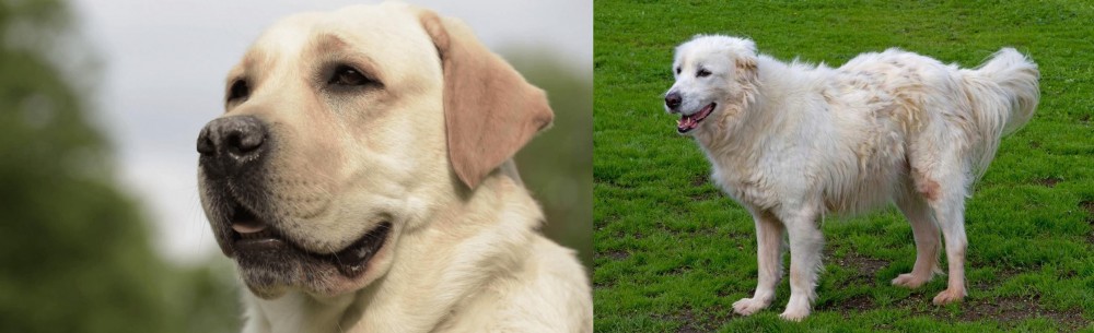 Abruzzenhund vs Labrador Retriever - Breed Comparison