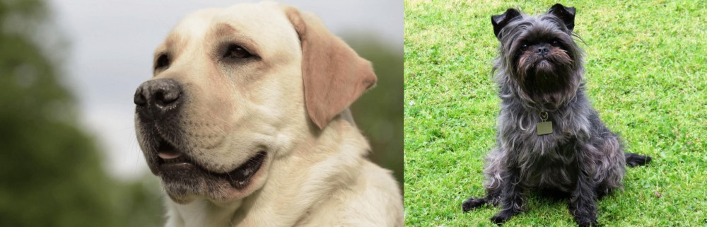 Affenpinscher vs Labrador Retriever - Breed Comparison