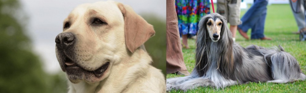 Afghan Hound vs Labrador Retriever - Breed Comparison