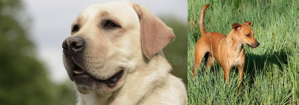 Africanis vs Labrador Retriever - Breed Comparison