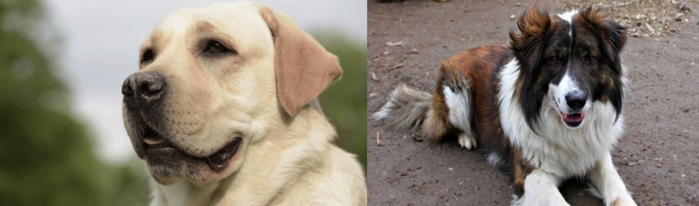Aidi vs Labrador Retriever - Breed Comparison