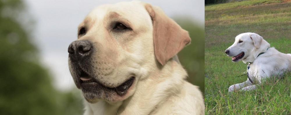 Akbash Dog vs Labrador Retriever - Breed Comparison