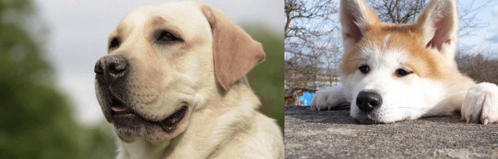 Akita vs Labrador Retriever - Breed Comparison