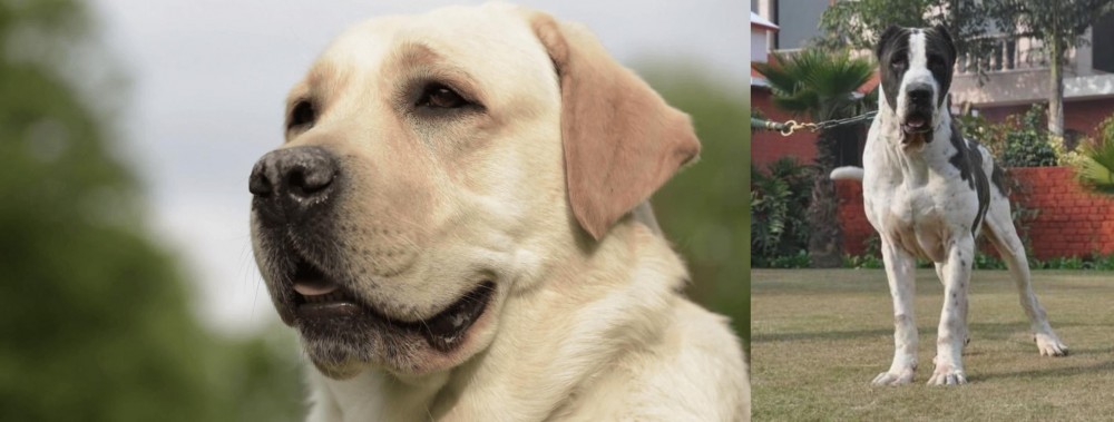 Alangu Mastiff vs Labrador Retriever - Breed Comparison