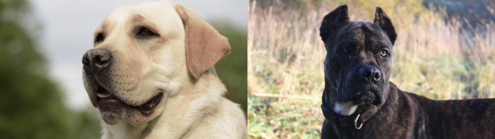 Alano Espanol vs Labrador Retriever - Breed Comparison