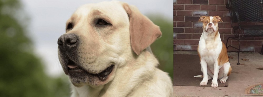 Alapaha Blue Blood Bulldog vs Labrador Retriever - Breed Comparison