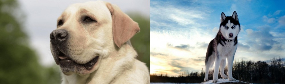 Alaskan Husky vs Labrador Retriever - Breed Comparison
