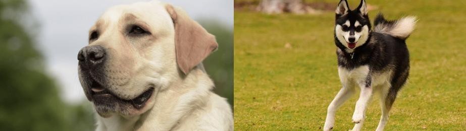 Alaskan Klee Kai vs Labrador Retriever - Breed Comparison