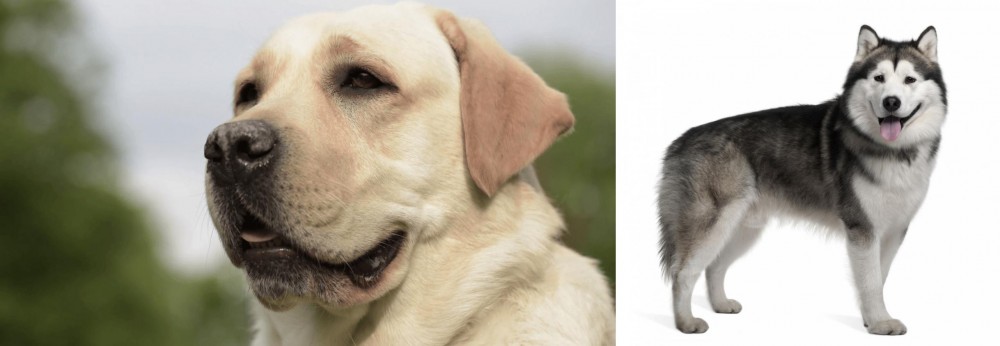 Alaskan Malamute vs Labrador Retriever - Breed Comparison