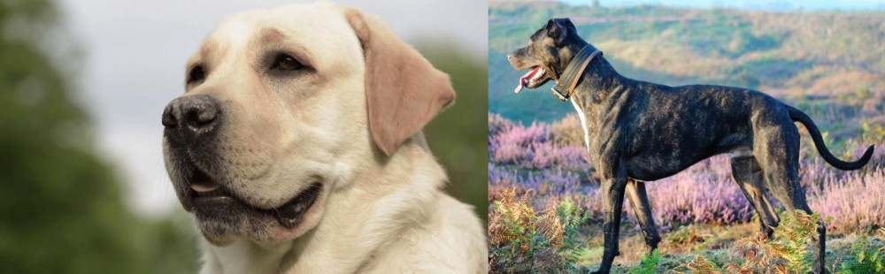 Alaunt vs Labrador Retriever - Breed Comparison
