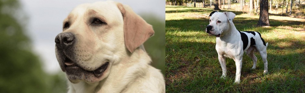 American Bulldog vs Labrador Retriever - Breed Comparison