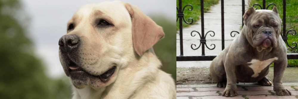 American Bully vs Labrador Retriever - Breed Comparison